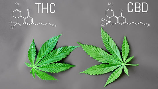 What Is the Interaction Between CBD and THC?