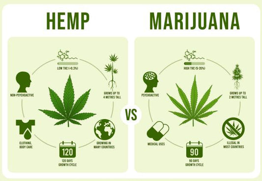 Hemp vs. Cannabis: What’s the Difference?