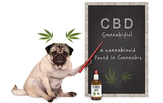 Pet Products